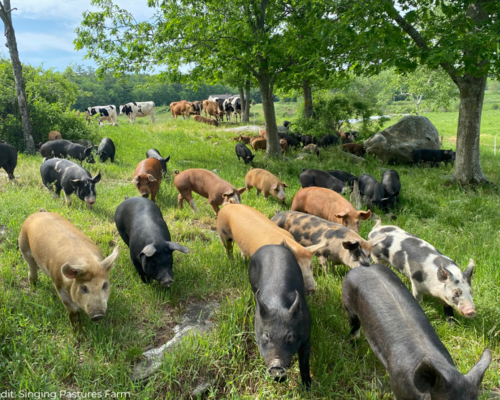 A team of pigs walking toward the camera in a grassy and sparsely treed area with cows in the background