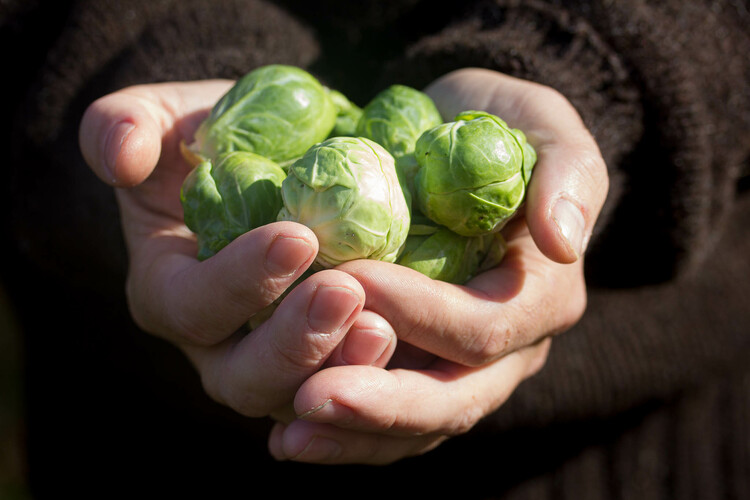 Brussels in hands