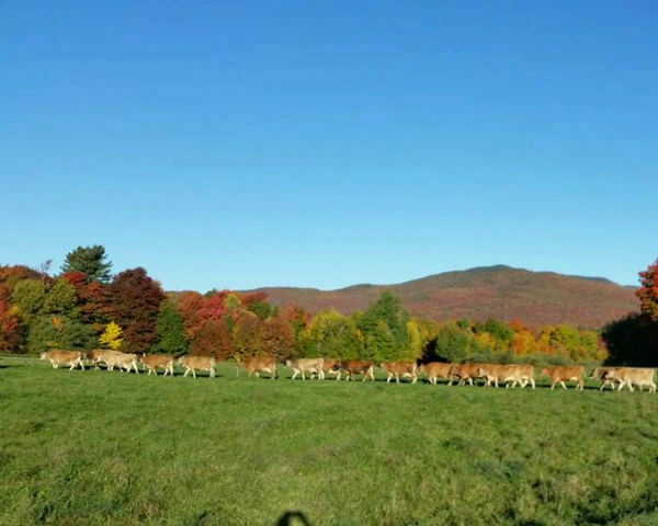 butterworks farm, vermont