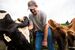 cows farmer