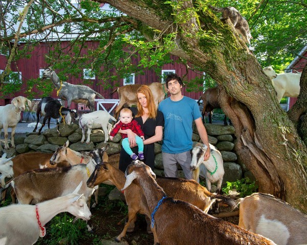family goats