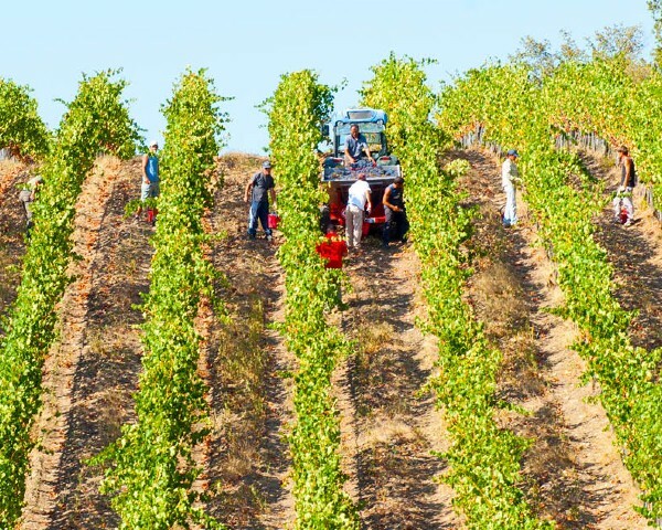 fattoria la vallia organic biodynamic farm olive grove wine harvest tractor