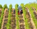 fattoria la vallia organic biodynamic farm olive grove wine harvest tractor