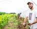 old friend farm ginger organic