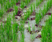 mulard ducks feeding in a vermont rice paddy