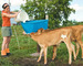 calves being fed at stony pond farm vermont