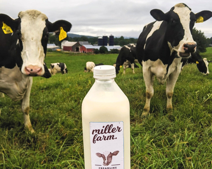 two vermont cows next a milk bottle