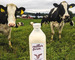 two vermont cows next a milk bottle