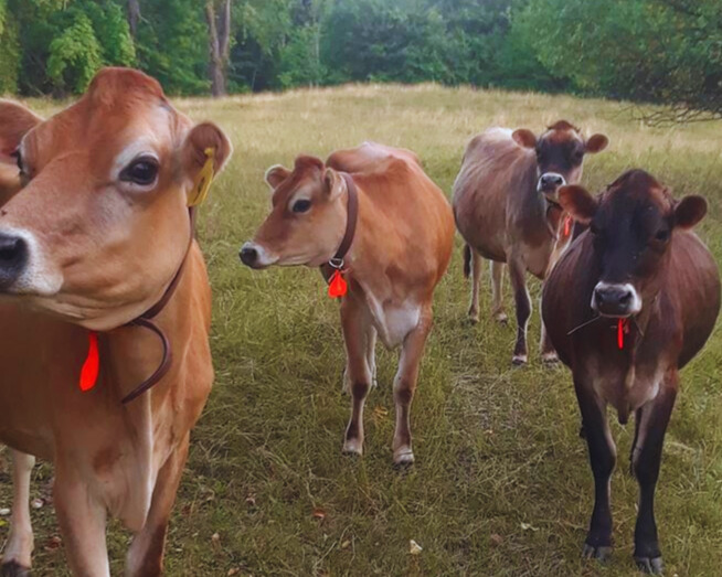 jersey cows in a field
