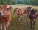 jersey cows in a field