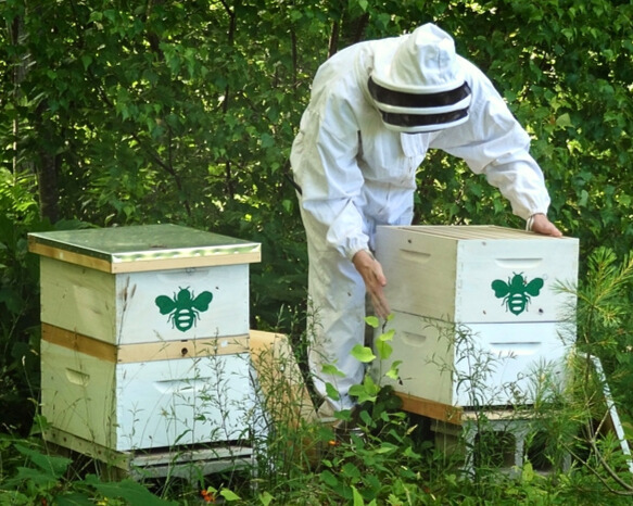 keepers of the honey, green bee sodas
