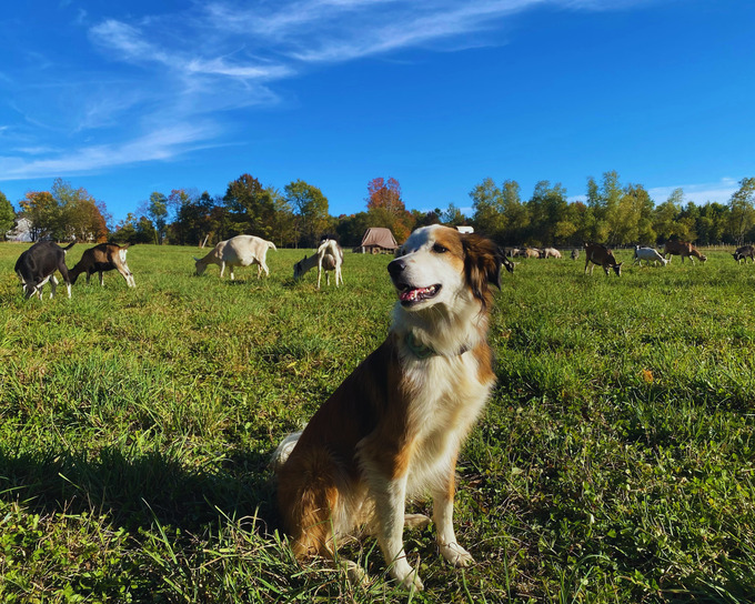 ghost dog dairy in Hardwick, VT